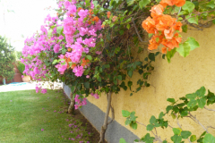 P1010568
