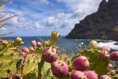 Imagen-Producto-Canario-Tuno-mb-01