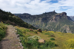 gelber-ginster-salbei-Wolfsmilchpflanzen-Mutterkraut-und-epidemische-schwarze-Natternkopf