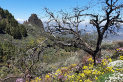 lila-schoeterich-weisse-Margariten-und-gelber-Hahnenfuss